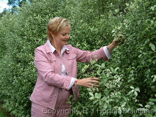 Pittosporum Irene Patterson Elizabeth 